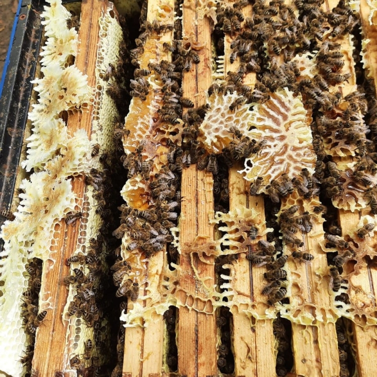 Ul tuż przed wybraniem miodu wiosennego: pszczoły nie zawsze trzymają się ramek :-)