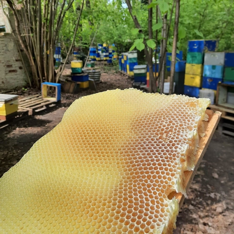 Ule tuż przed wybraniem miodu wiosennego