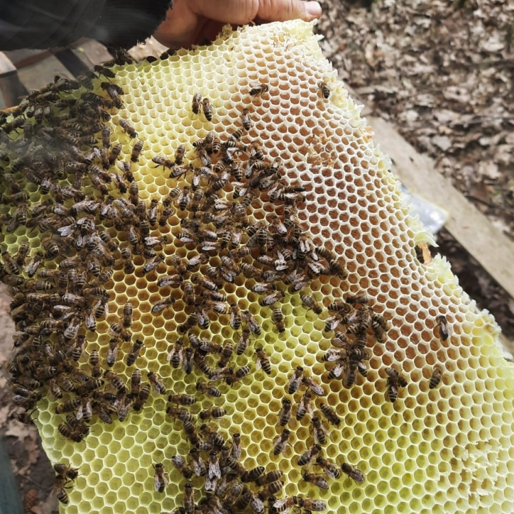 Ramka miodu wiosennego