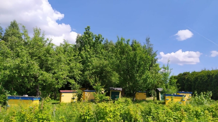Okolice pasieki