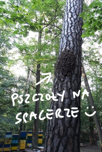 Pszczoły wyszły z ula na drzewo