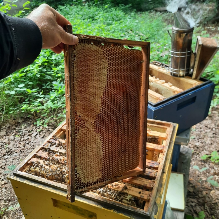Miód leśny z pasieki Jakuba Tutaja jeszcze w ramce, tuż przed miodobraniem