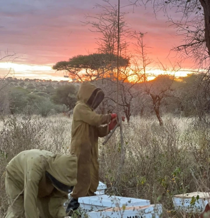 Pasieka w Tanzanii