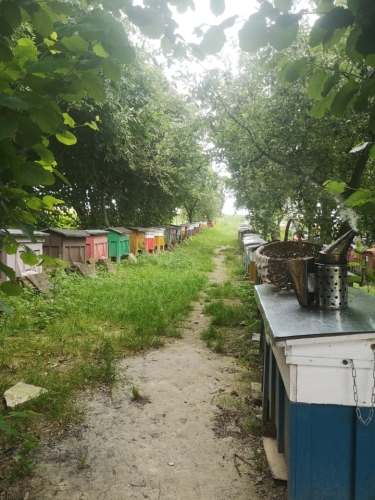 Stąd jest miód wiosenny pasieki Siedlisko