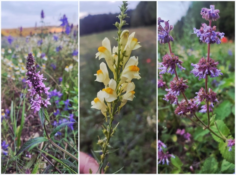 Kwiaty łąkowe na Roztoczu