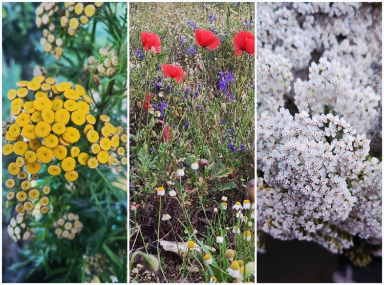 Kwiaty łąkowe na Roztoczu