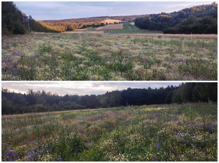 Roztoczańskie łąki
