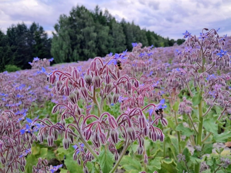 Pole ogórecznika lekarskiego
