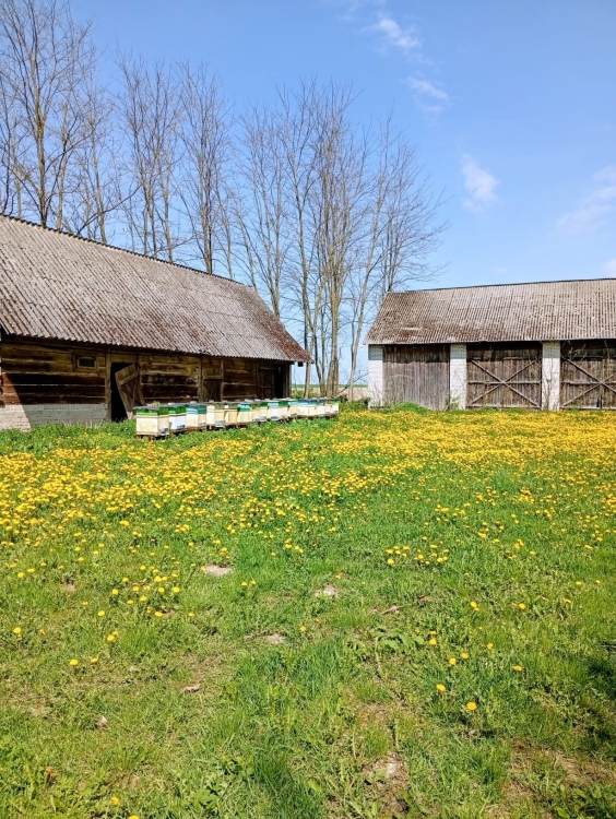 Mniszek kwitnący na Roztoczu