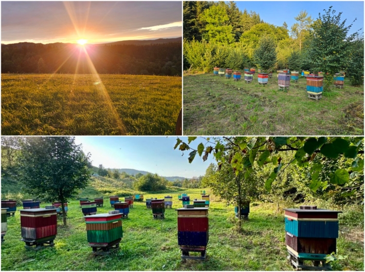 Pasieka Bilanyczów w Bieszczadach