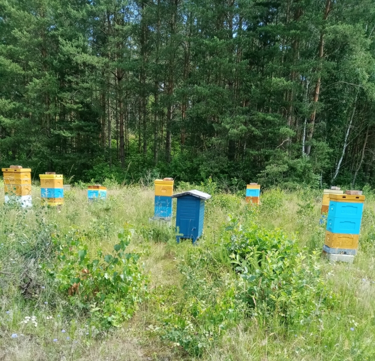 Ule pasieki Pędzicha na skraju lasu
