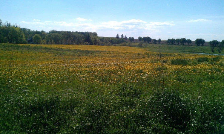 Łąka mniszka, Bory Tucholskie