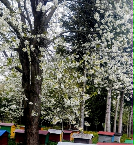 Las czereśniowy