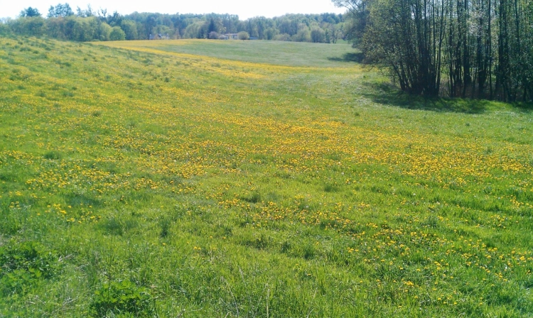 Łąka mniszka, Bory Tucholskie