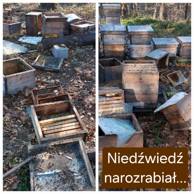 Pasieka po wizycie niedźwiedzia...