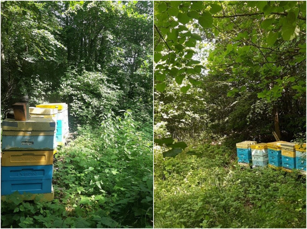 Miód Spadziowy Kurpiowski pochodzi z takich borów