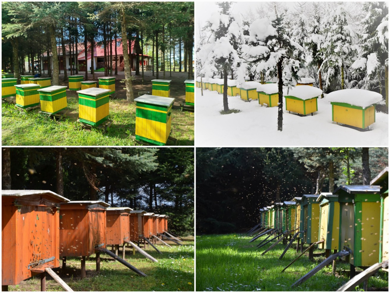 Pasieka Mirosław i Katarzyna Żrebiec Podkarpacie