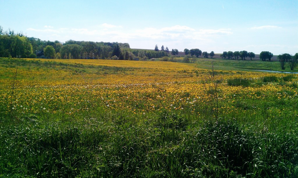 Miód Mniszkowy z Borów Tucholskich