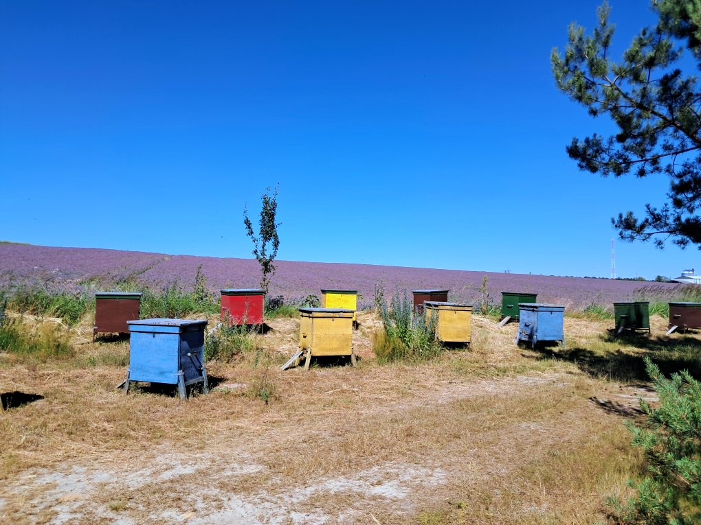 Ule w polu ogórecznika lekarskiego. Będzie z tego miód ogórecznikowy
