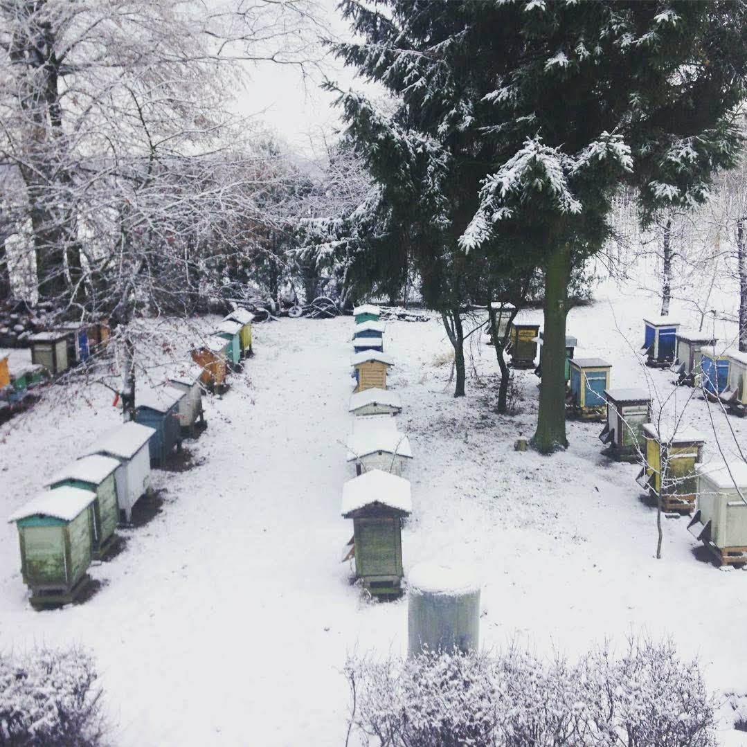 Miód Nektarowo-Spadziowy z pszczelarium pochodzi z tej pasieki w Wildze