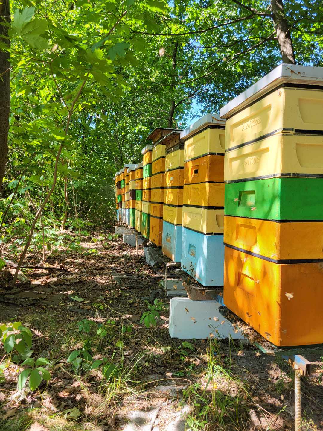 Pasieka w okolicach Fortu Bema w Warszawie