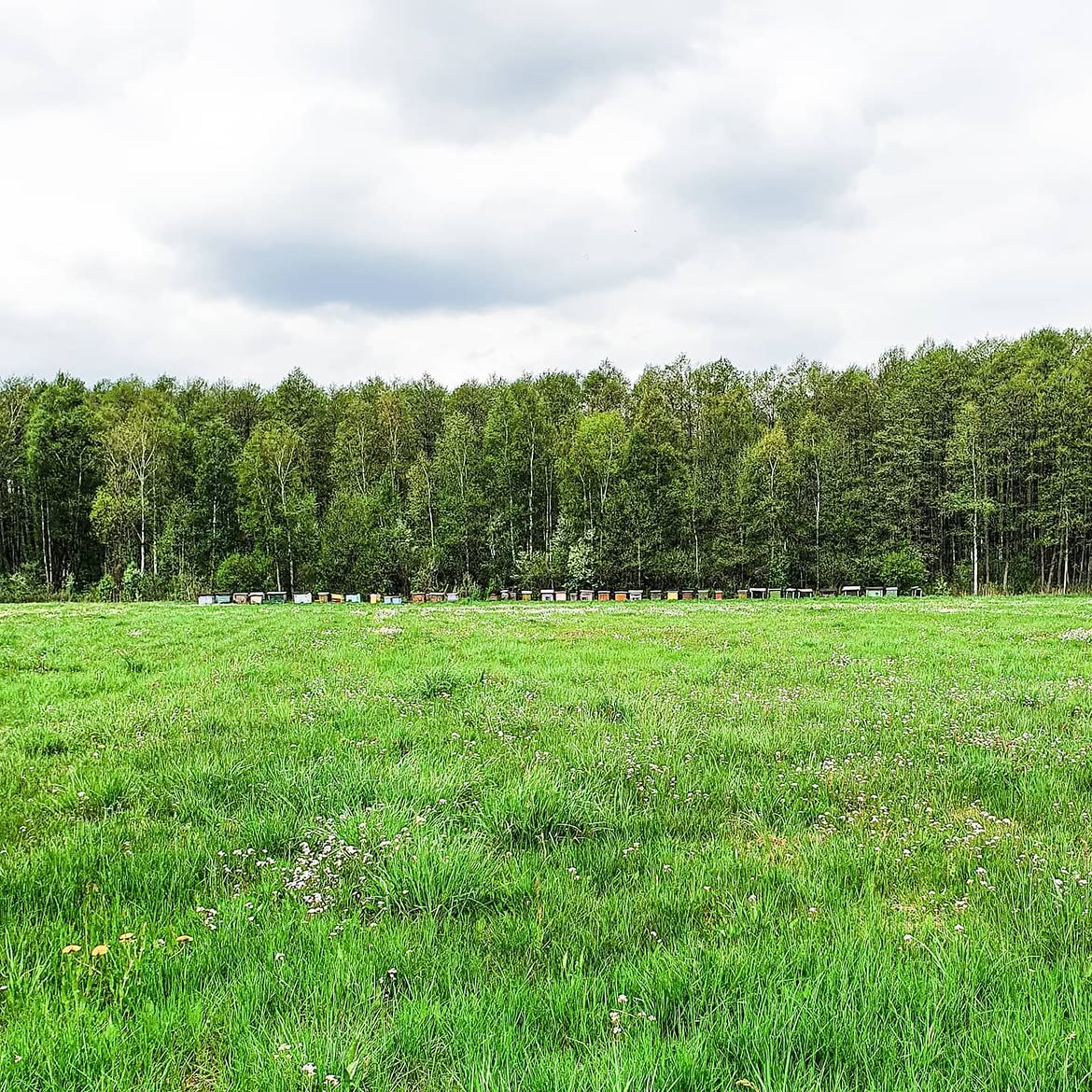Pasieka U Alfreda Biebrzański Park Narodowy
