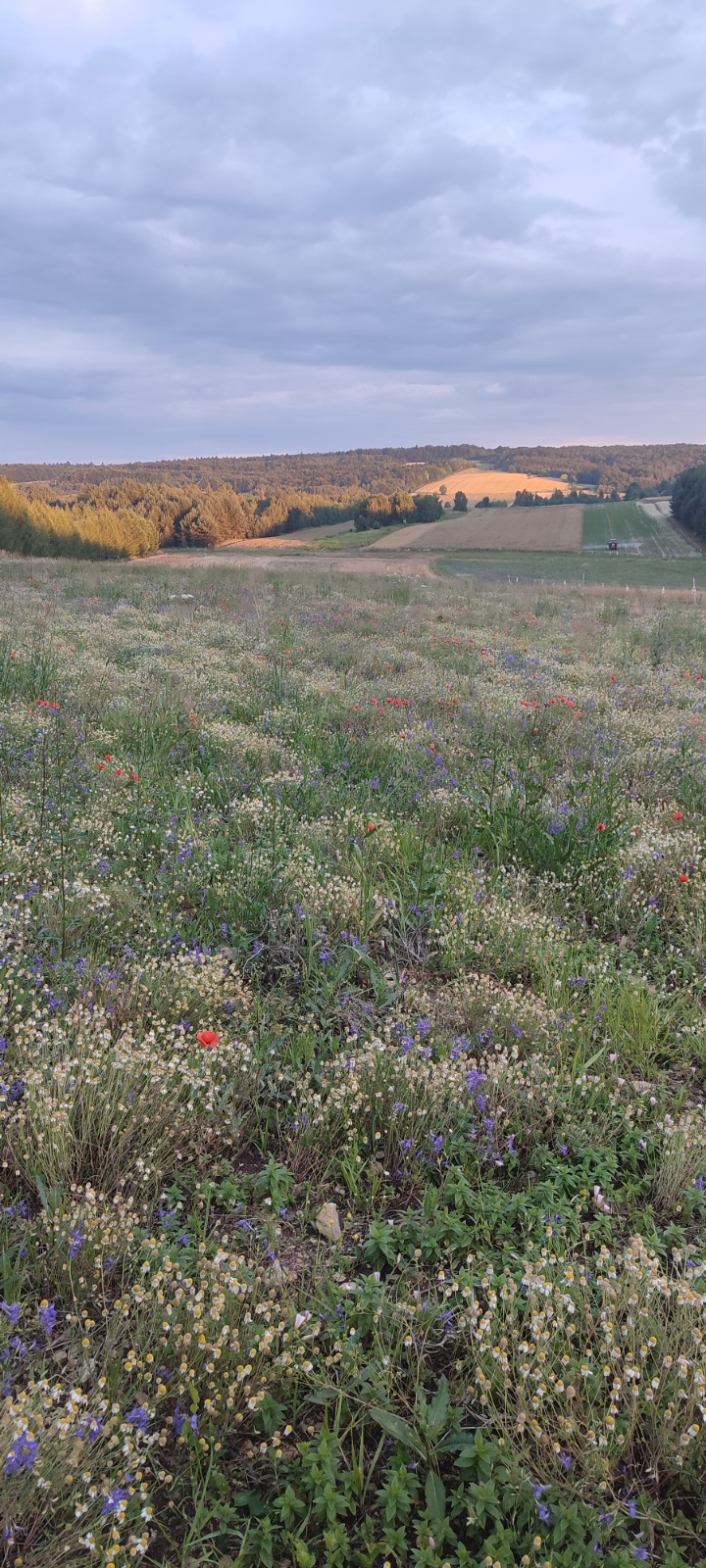 Łąki roztoczańskie