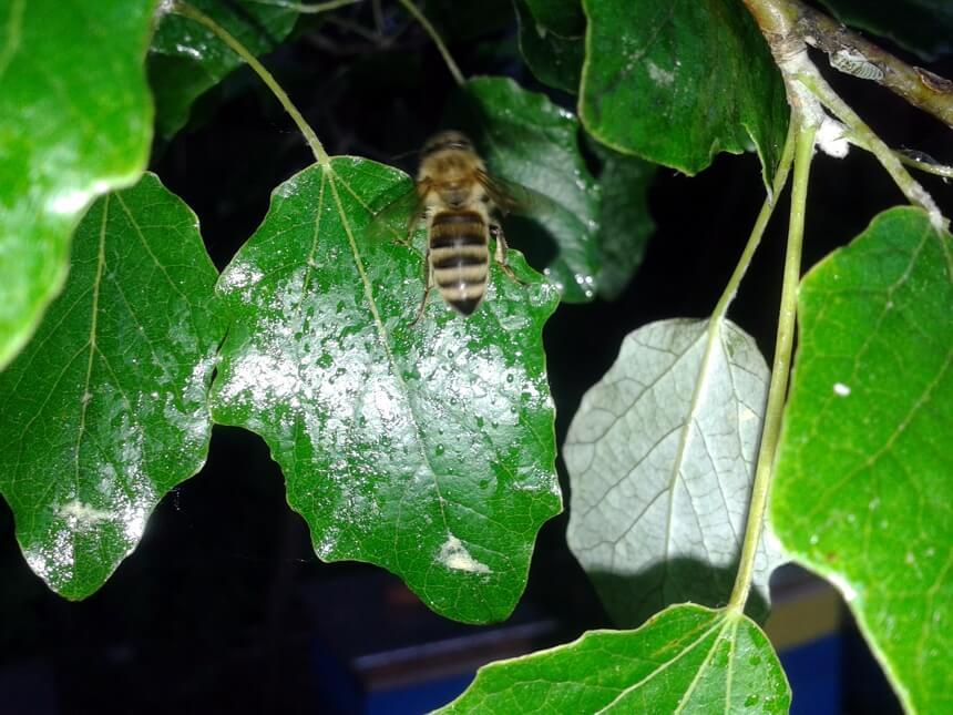 Psczoła na spadzi dębowej