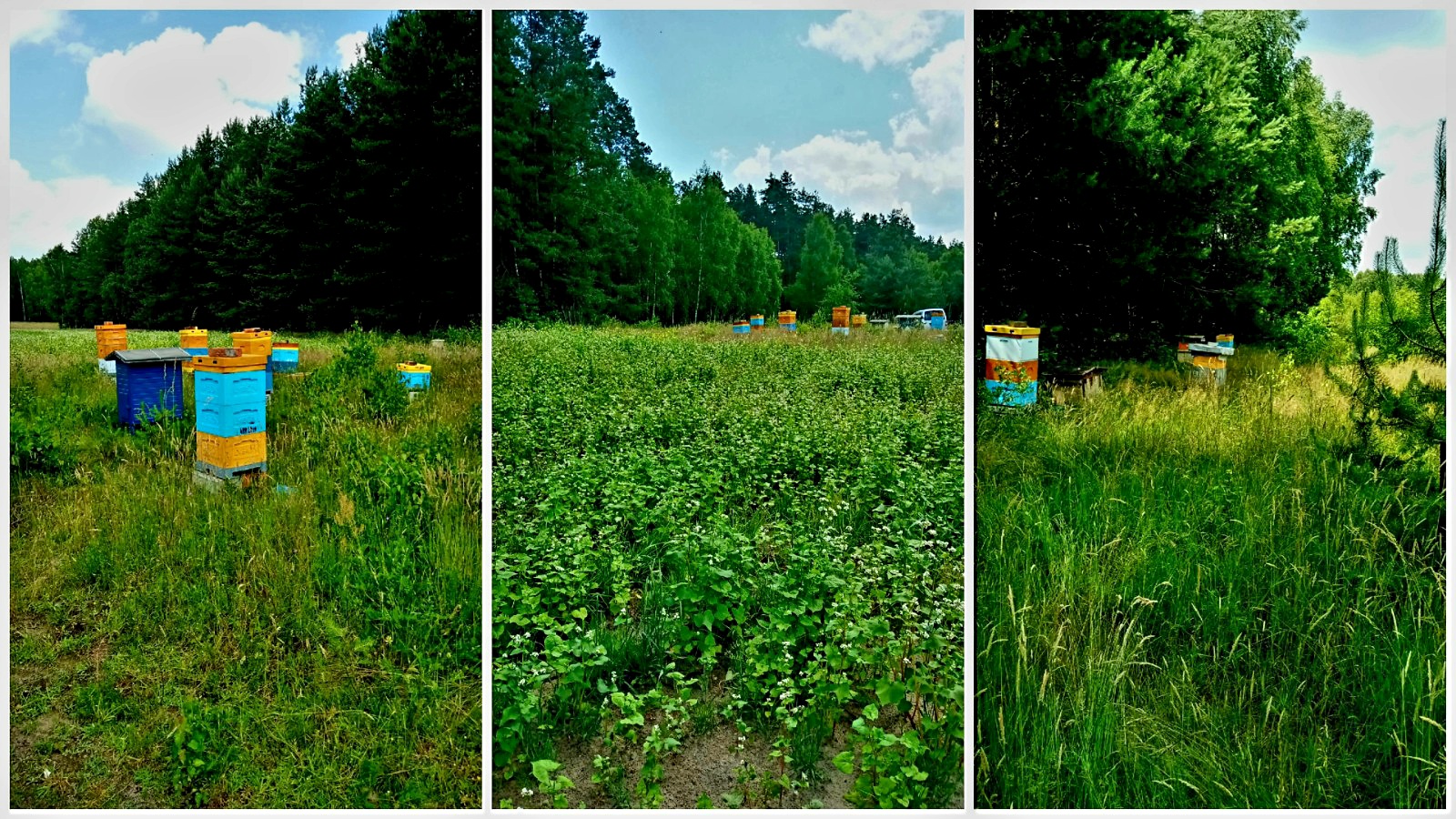 Ule kurpiowskiego mistrza pszczelarstwa Mirosława Pędzicha