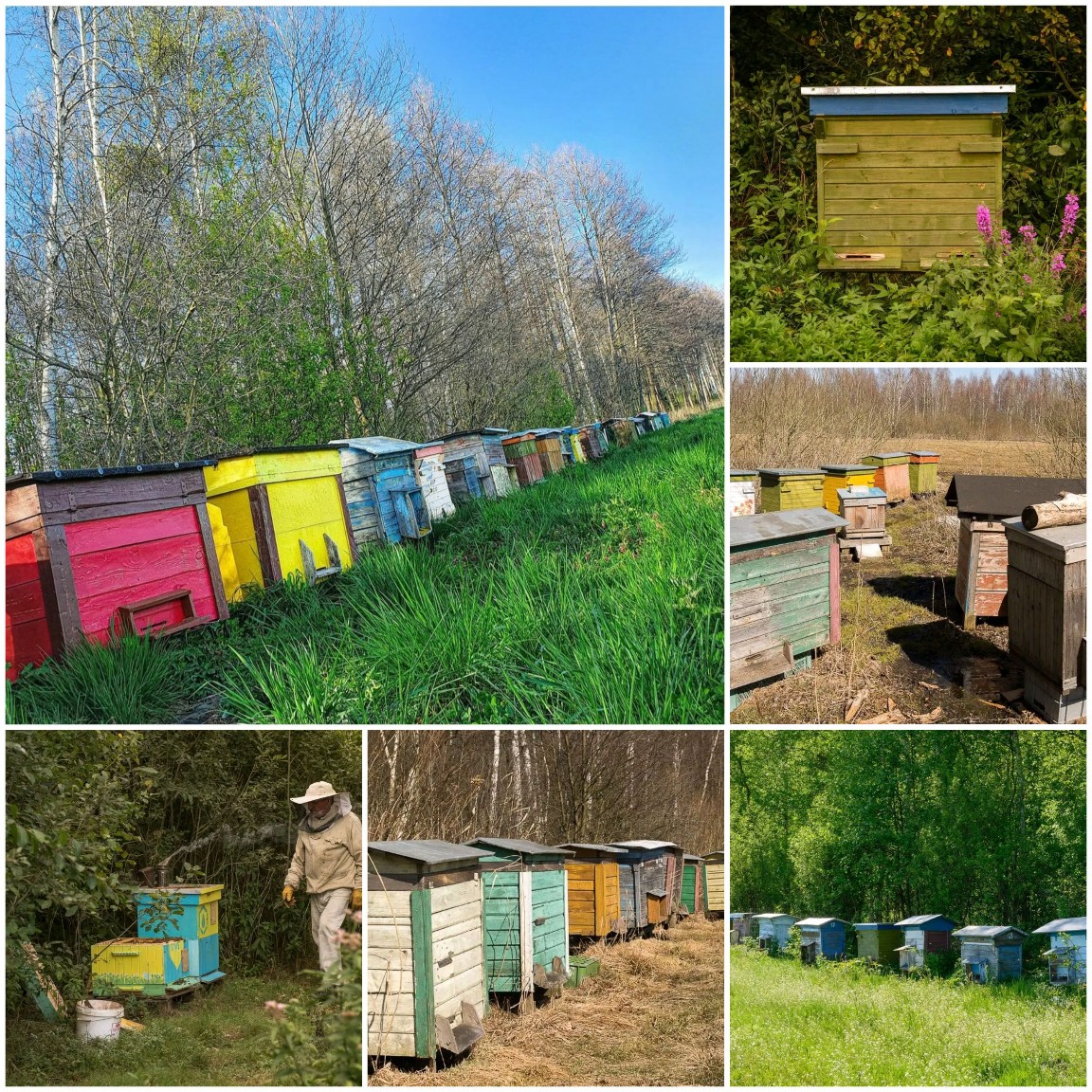 Pasieka u Alfreda Park Biebrzański